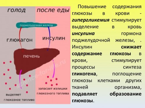 Тошнит на низкоуглеводной диете