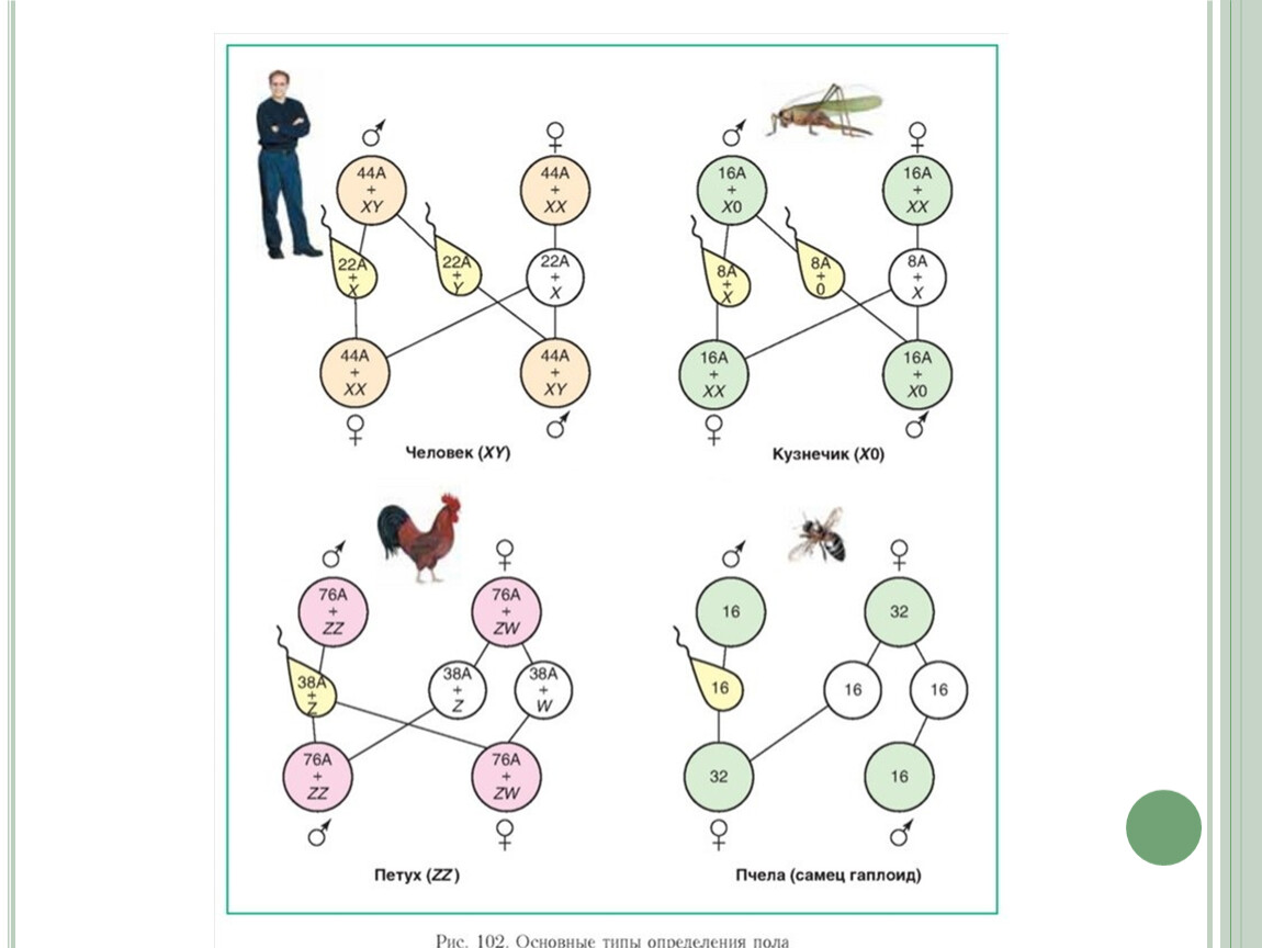 Гетерогаметные особи. Основные типы хромосомного определения пола у животных. Хромосомное определение пола у человека схема. Генетическая схема хромосомного определения пола у человека. Генетика пола у человека схема.