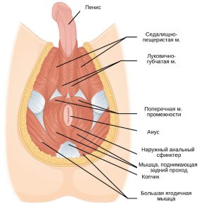 анатомия тазового дна мужчины