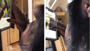 шимпанзе смартфон