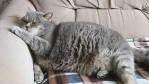 жирный кот на диване