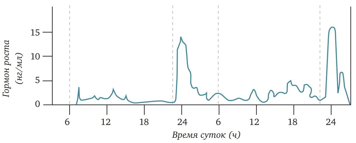 В течение суток. Суточный циркадианный ритм секреции кортизола. Суточный ритм секреции гормона роста. Суточный график секреции гормона роста. Суточные колебания гормона роста.