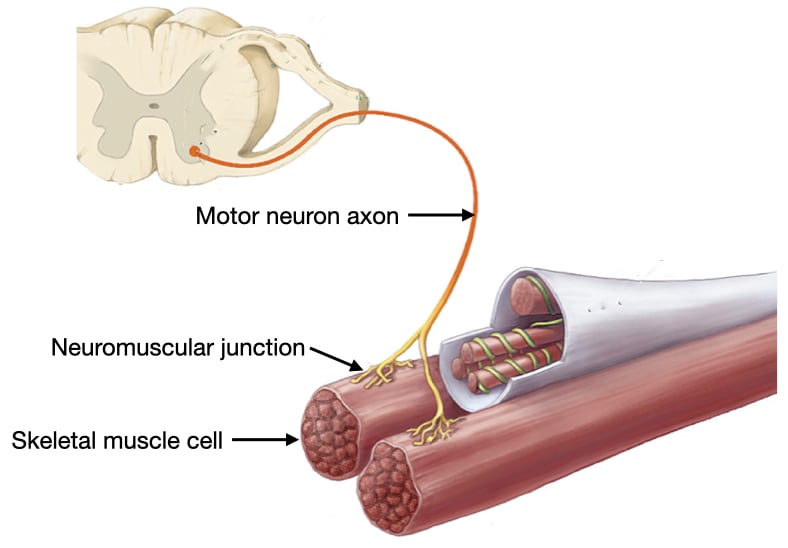 Motor neurons. Мотонейрон и мышца. Neuromuscular Junction. Ремонт nerve and muscle Stimulator.