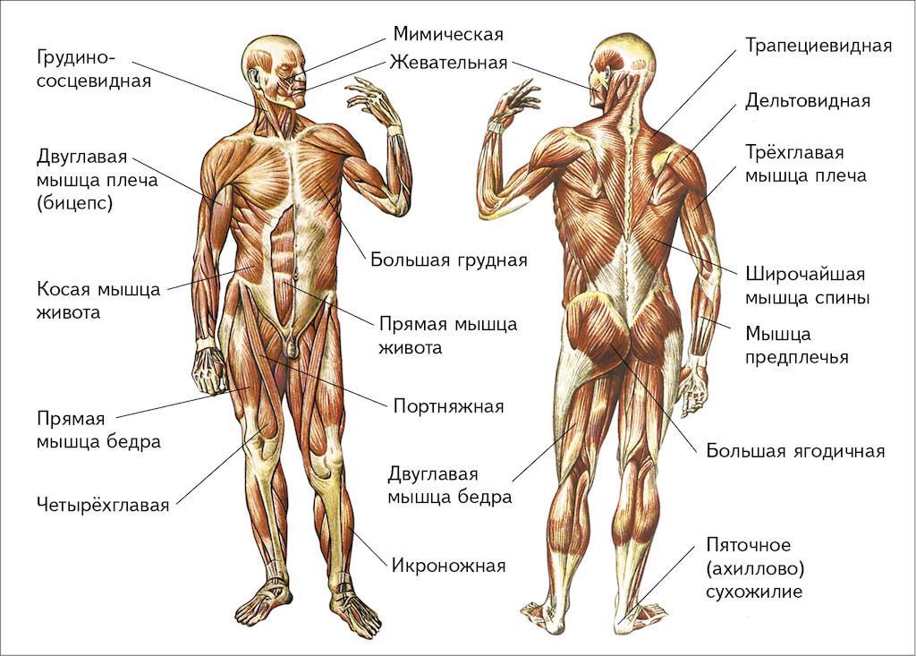 Мышцы человека фото с описанием